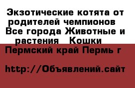  Экзотические котята от родителей чемпионов - Все города Животные и растения » Кошки   . Пермский край,Пермь г.